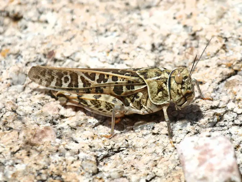 Grasshoppers in California