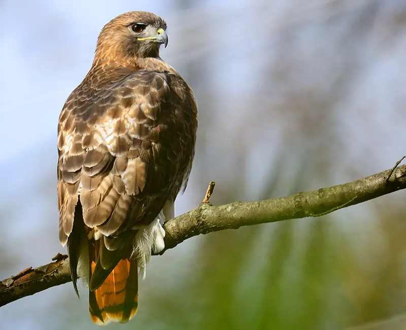 Hawks in Georgia