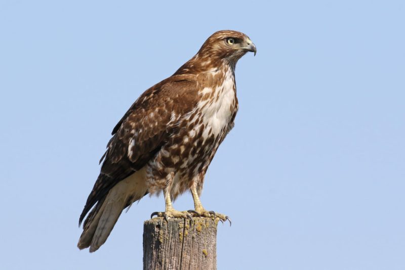 Hawks in Virginia
