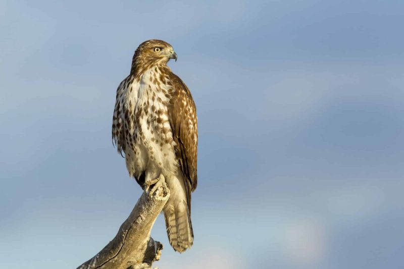 Hawks in Ohio