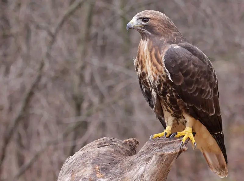 Hawks in Pennsylvania