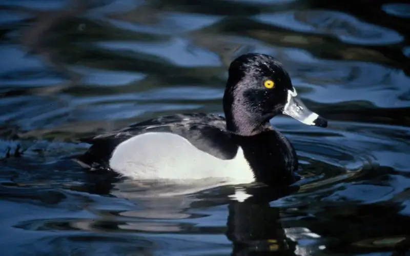 ducks in Minnesota