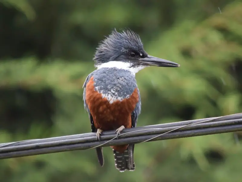 Kingfishers in Texas