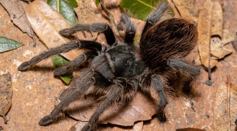 Tarantulas in Texas
