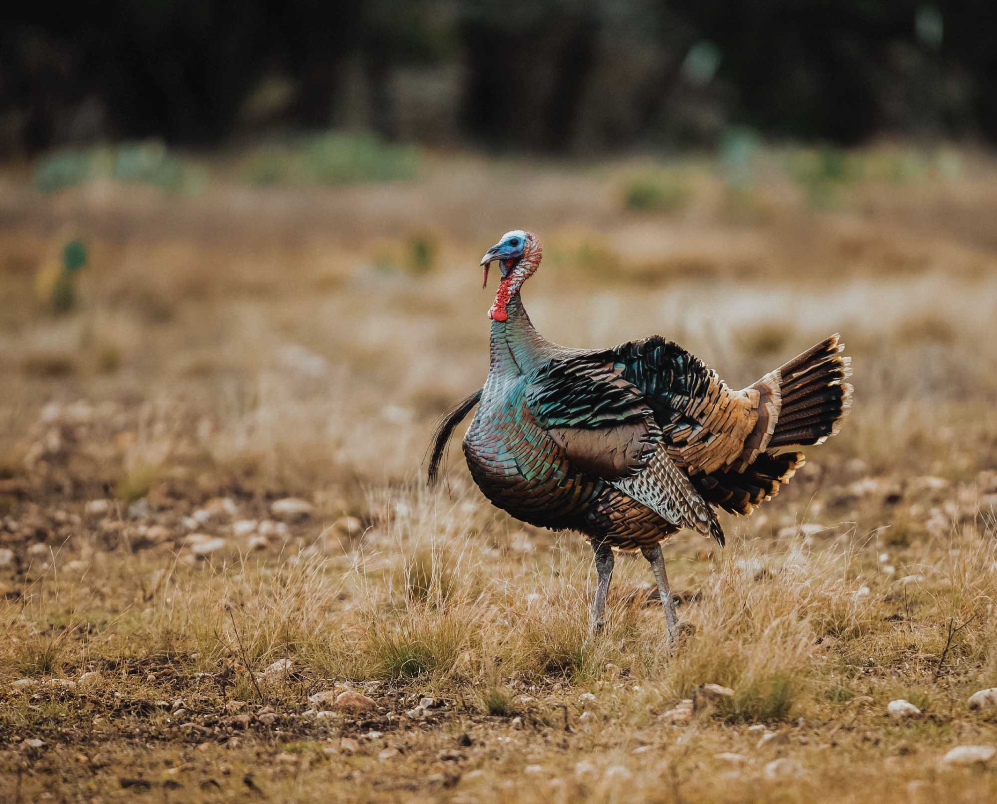 Wild Turkeys in California