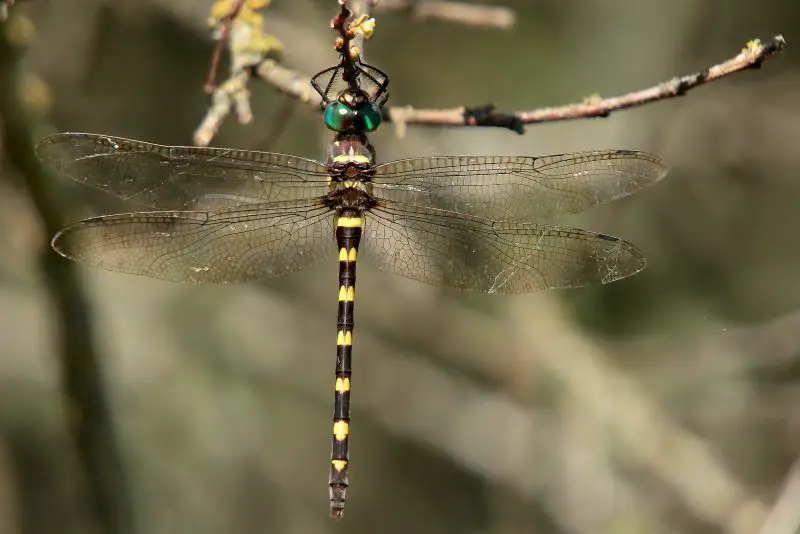Dragonflies in Ohio