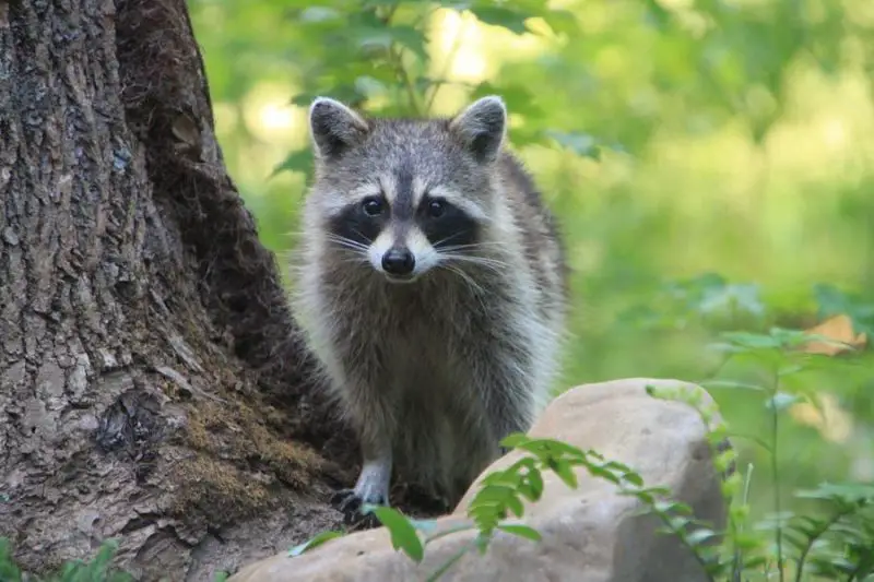 Raccoons in Colorado