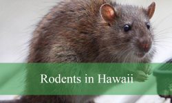 4 Common Rodents in Hawaii (With Pictures and Identification)