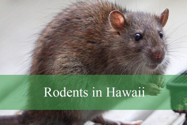 Rodents in Hawaii