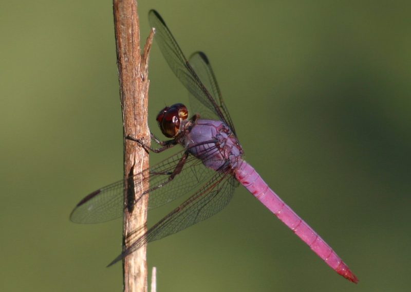 Dragonflies in Florida