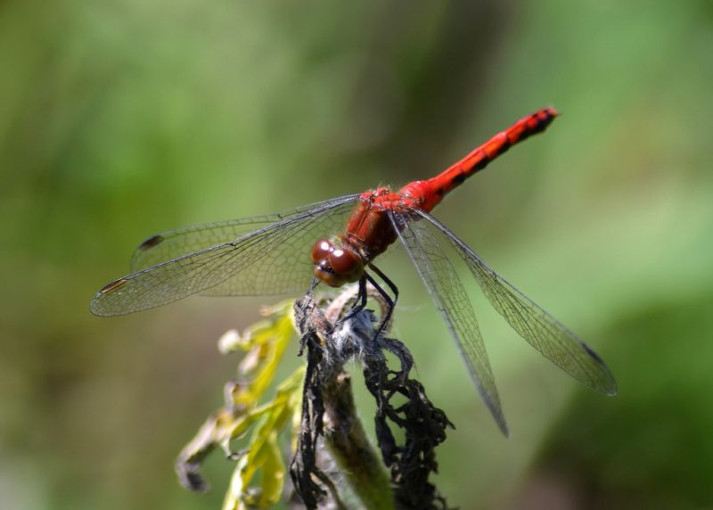 Dragonflies in Ohio
