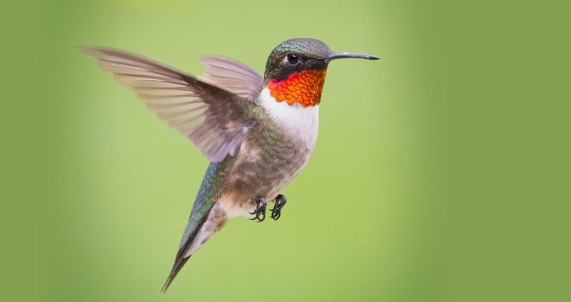 Hummingbirds in Kentucky