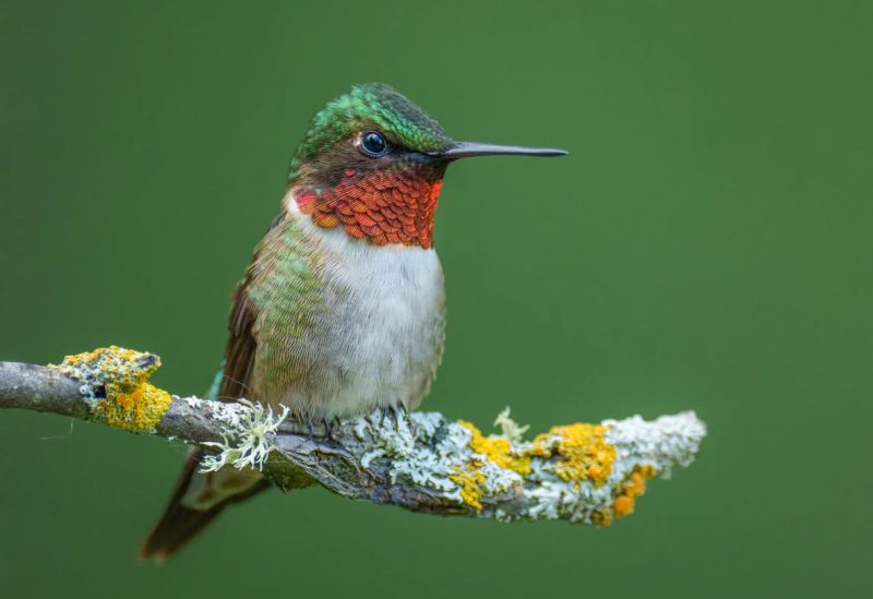 Hummingbirds in Illinois
