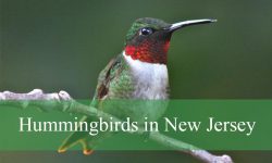 5 Hummingbirds in New Jersey (With Pictures and Identification)