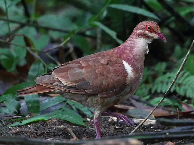 Doves in Florida