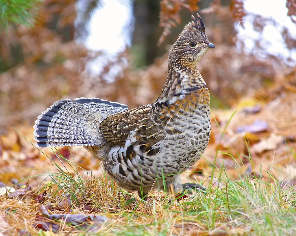 Types of Grouse in Colorado