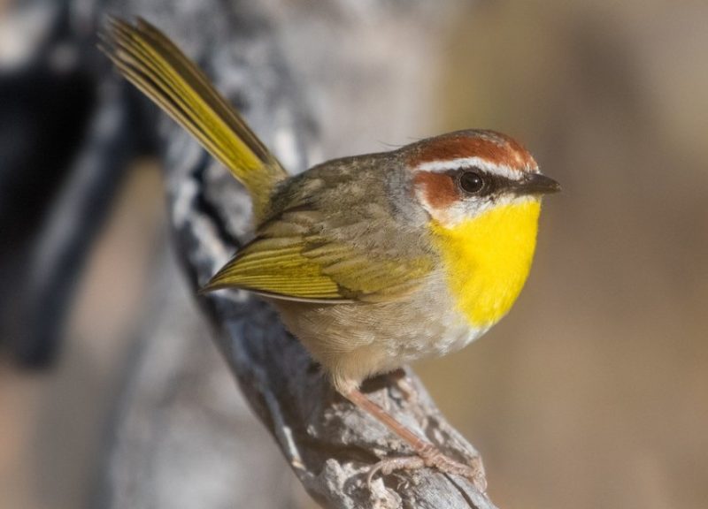 Warblers in Texas