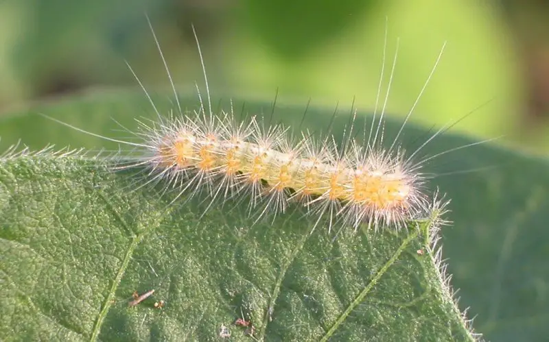 White Caterpillars in Texas