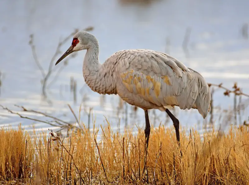 Types of Cranes in Nebraska