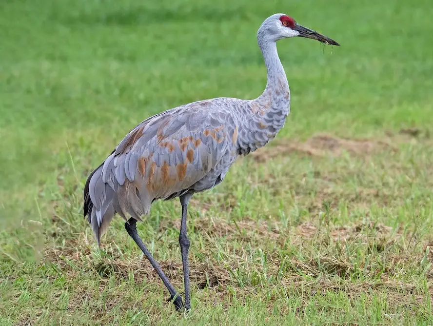 Cranes in Michigan