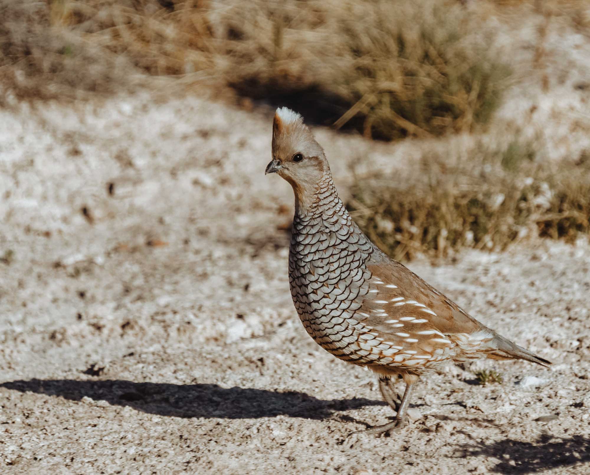 Quail in Arizona