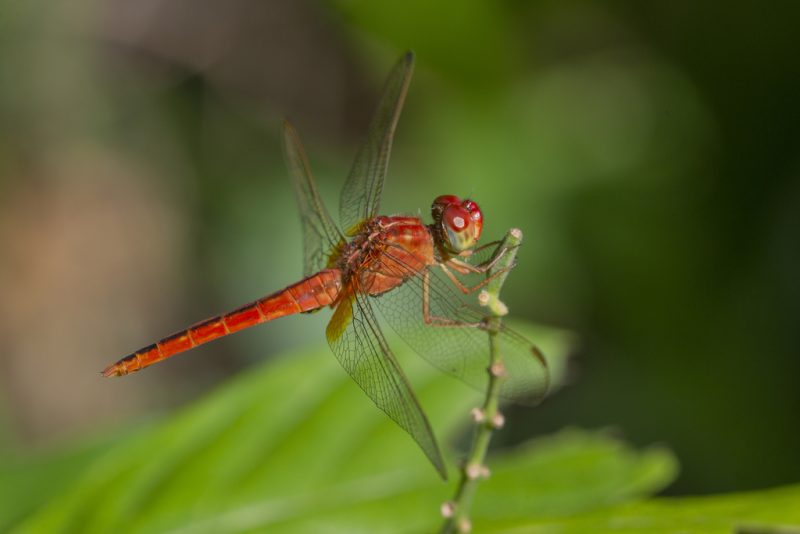 Dragonflies in Florida