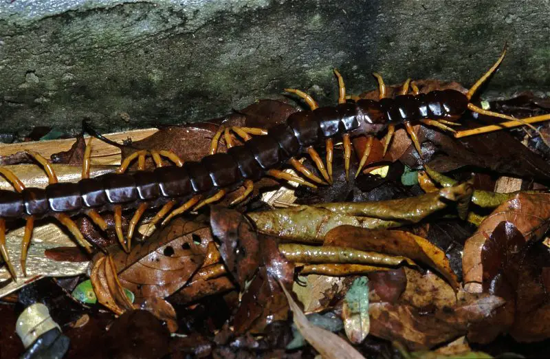 Centipedes in Hawaii