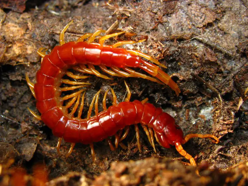 Centipedes in Texas