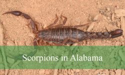 5 Types of Scorpions in Alabama (With Pictures and Identification)