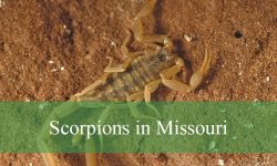 Scorpions in Missouri: Types, Identification, Habitat, and Fun Facts