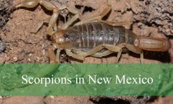 12 Common Scorpions in New Mexico (Pictures and Identification)