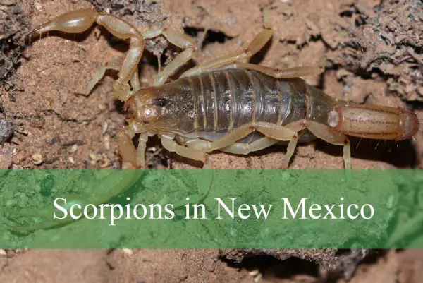Scorpions in New Mexico