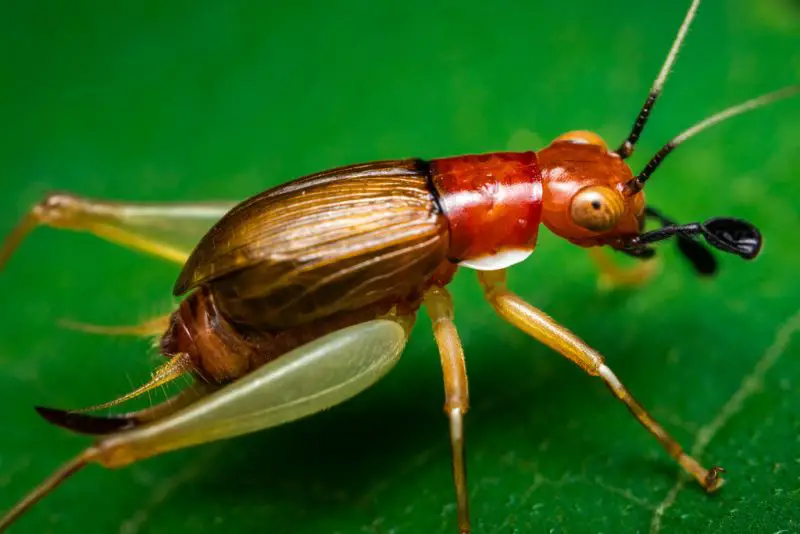Crickets in Texas
