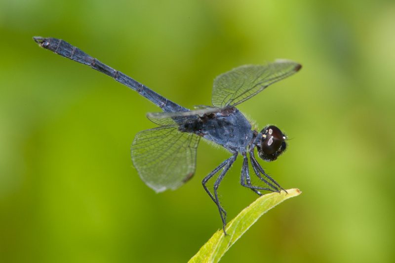 Dragonflies in Florida