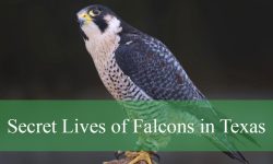 The Secret Lives of Falcons in Texas: Migration, Hunting, and More