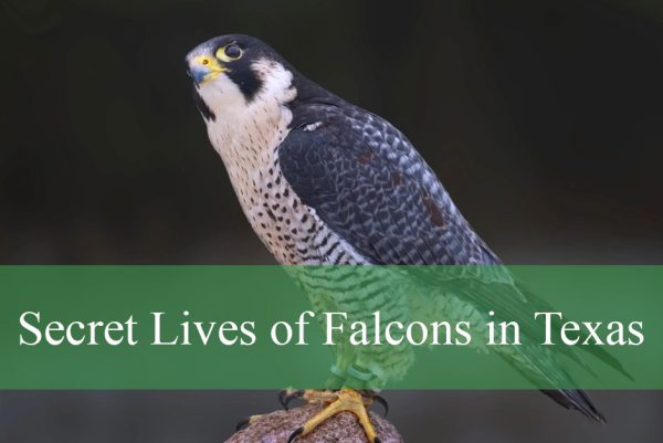 Falcons in Texas