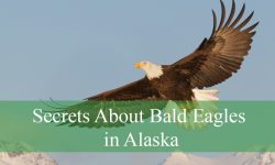 7 Secrets About Bald Eagles in Alaska You Didn’t Know