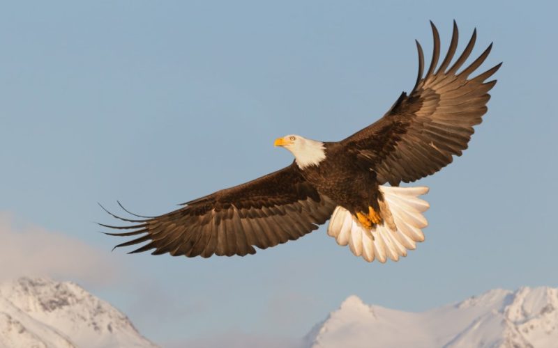 Bald Eagles in Alaska