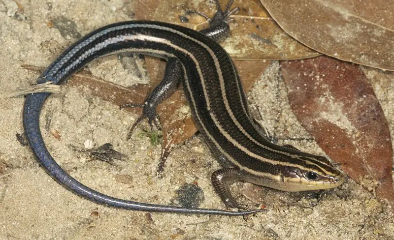 Lizards in Georgia