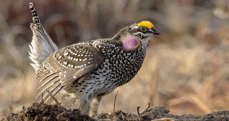 Types of Grouse in Colorado