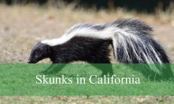 3 Types of Skunks in California (With Pictures and Identification)