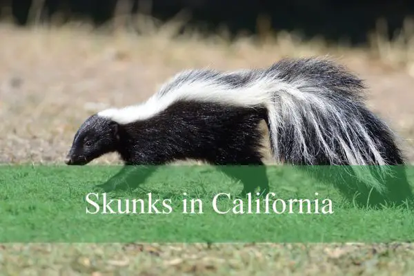 Skunks in California