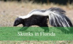 2 Types of Skunks in Florida (With Pictures and Identification)