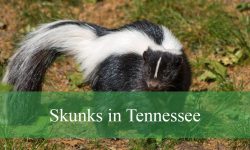 2 Types of Skunks in Tennessee (With Pictures and Identification)