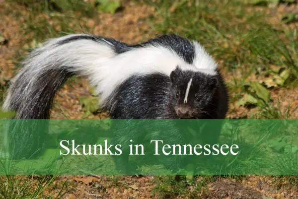 Skunks in Tennessee