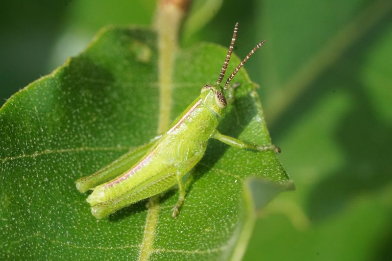 Grasshoppers in California