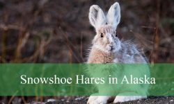 The Unknown World of Snowshoe Hares in Alaska’s Wilderness