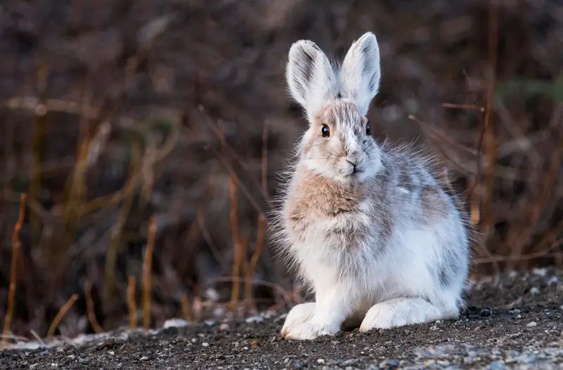 Snowshoe Hares in Alaska