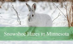 How Do Snowshoe Hares Survive Minnesota’s Cold Winters