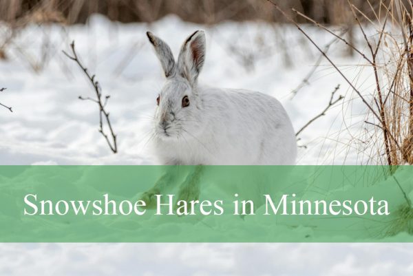 Snowshoe Hares in Minnesota